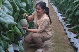 Trồng dưa lưới trong nhà màng ở huyện Gò Công Tây. (Ảnh: Minh Trí/TTXVN) 