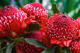 Hoa Waratah. (Nguồn: theaustralian.com.au) 