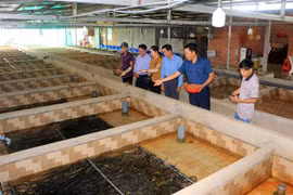 Anh Nguyễn Thanh Tân (thứ hai từ phải sang) đang giới thiệu khu vực nuôi lươn. (Ảnh: Phạm Minh Tuấn/TTXVN) 