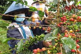 Nông dân tại thị trấn Măng Đen, huyện Kon Plông thu hoạch càphê Arabica. (Ảnh: Dư Toán/TTXVN) 