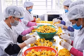 Chế biến sản phẩm trà hoa vàng ở huyện Ba Chẽ, Quảng Ninh. (Nguồn: Báo Quảng Ninh) 