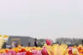 Rực rỡ những cánh đồng hoa tulip ở Hà Lan