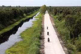 Rừng tràm U Minh Thượng (Kiên Giang). (Ảnh: Lê Huy Hải/TTXVN) 