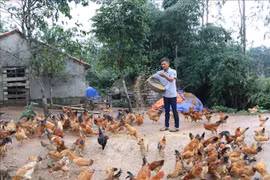 Nạn nhân bom mìn Lê Quang Ninh (sinh năm 1976), xã Phúc Trạch, huyện Bố Trạch, tỉnh Quảng Bình, trong lần đi kiếm phế liệu để bán lấy tiền năm 1993 đã cuốc phải bom bi nổ đứt bàn tay và mù mắt bên phải, cuộc sống gia đình gặp nhiều khó khăn và là hộ nghèo