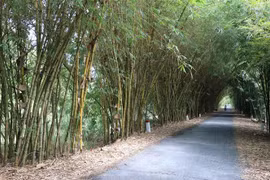 Tre được trồng hai bên đường vào rừng tràm Gáo Giồng. (Ảnh: Nguyễn Văn Trí/TTXVN) 