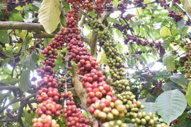 Càphê của tỉnh Đắk Nông sản xuất theo bộ tiêu chuẩn quốc tế phục vụ xuất khẩu. (Ảnh: Nguyên Dung/TTXVN) 