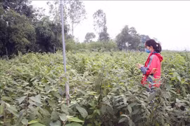 Cây dược liệu tại huyện Cam Lộ, Quảng Trị. (Ảnh: Hồ Cầu/TTXVN)