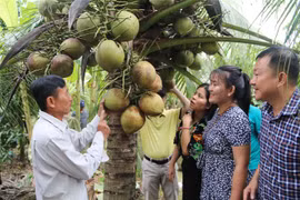 Dừa sáp. (Ảnh: Thanh Hòa/TTXVN) 