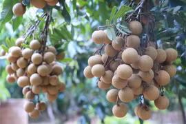 Nhãn trồng theo tiêu chuẩn Vietgap. (Ảnh: Đinh Tuấn/TTXVN) 