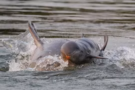 Cá heo Irrawaddy. (Nguồn: WWF)