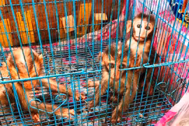 Các cá thể khỉ còn sống. (Ảnh: CSPCTPMT Thành phố Hồ Chí Minh)