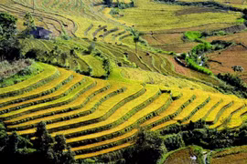 Những thửa ruộng bậc thang đẹp mê hoặc lòng người ở Tả Lèng
