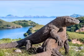 Rồng Komodo có nguy cơ tuyệt chủng do tác động của biến đổi khí hậu