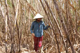 Cổ đông kiến nghị không dừng sản xuất Nhà máy đường Phụng Hiệp