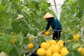 Cơ hội kết nối, phát triển chuỗi giá trị nông sản chủ lực của Việt Nam