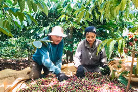 Kết nối tiêu thụ và xuất khẩu nông-thủy sản sang Algeria và Senegal