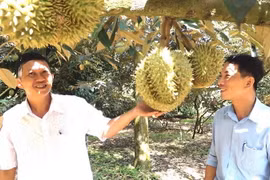 Nông dân thu hoạch sầu riêng chín. (Ảnh: TTXVN phát)