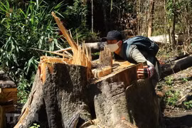Cây gỗ Bạch Tùng cổ thụ hàng trăm năm tuổi, dài tới 50m bị chặt hạ. (Ảnh: Đặng Tuấn/TTXVN)