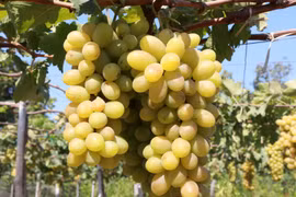 Nho xanh là một trong những sản phẩm OCOP nổi tiếng của Ninh Thuận. (Ảnh: Nguyễn Thành/TTXVN)