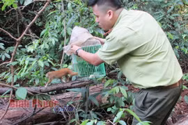Cá thể cu li được thả về rừng tự nhiên. (Nguồn: bptv.vn)
