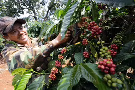 Càphê là một trong những mặt hàng xuất khẩu đứng thứ 2 trên thế giới của Việt Nam. (Ảnh: TTXVN)