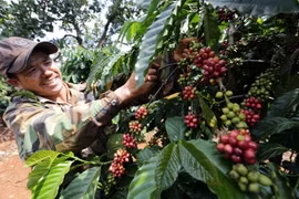 Càphê là một trong những mặt hàng xuất khẩu giảm trong quý 1 này. (Ảnh: TTXVN)