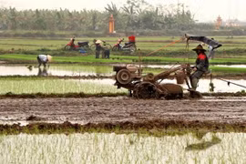 Người dân xã Cao Xá, huyện Lâm Thao, tỉnh Phú Thọ, sản xuất vụ Đông Xuân. (Ảnh: Trung Kiên/TTXVN)
