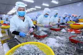Xuất khẩu tôm. (Ảnh: Vũ Sinh/TTXVN)