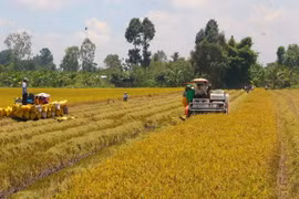 Thu hoạch lúa Hè Thu sớm. (Ảnh: Duy Khương/TTXVN)