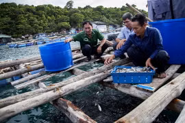 Ông Trần Văn Tân tại ấp Bãi Ngự, xã đảo Thổ Châu cho cá bớp ăn. (Ảnh: Hồng Đạt/TTXVN)