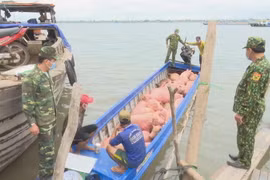 Bộ đội Biên phòng Đồng Tháp phát hiện đối tượng vận chuyển lợn trái phép qua biên giới. (Ảnh: TTXVN phát)