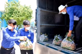Các đoàn viên thanh niên tỉnh đoàn Bình Thuận hỗ trợ vận chuyển nhãn đi tiêu thụ cho bà con nông dân. (Ảnh: Nguyễn Thanh/TTXVN)
