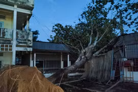 Cây bàng cao hàng chục mét trong sân trường Trung học cơ sở Thị trấn Phong Điền, huyện Phong Điền bị bật gốc, đè sập phòng thiết bị của trường. (Ảnh: Thanh Liêm/TTXVN)