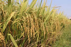 Ảnh minh họa. (Nguồn: TTXVN)