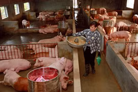 Một trại chăn nuôi lợn ở xã Trung Châu (huyện Đan Phượng, Hà Nội). (Nguồn: Báo Hà Nội mới) 