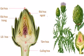 Atisô được biết như là một thảo dược quý từ thời cổ đại. 