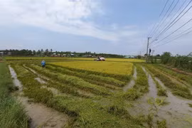 Một số hộ dân tại Kon Tum tranh thủ gặt sớm sau khi bị ảnh hưởng nặng nề từ mưa đá. (Ảnh: Dư Toán/TTXVN)