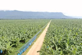 Một vườn chuối của HNG. (Nguồn: Vietnam+)