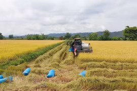 Nông dân thu hoạch lúa. (Ảnh: Ngọc Minh/TTXVN)