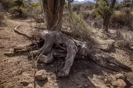 Một con voi chết do hạn hán tại Samburu, Kenya. (Ảnh: AFP/TTXVN)