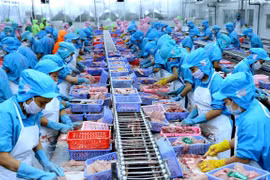 Chế biến cá tra xuất khẩu. (Ảnh: Vũ Sinh/TTXVN)