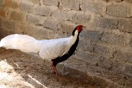 Gà lôi trắng được nuôi nhốt thử nghiệm tại Khu bảo tồn thiên nhiên Pù Hu, Thanh Hóa. (Ảnh: Nguyễn Nam/TTXVN)