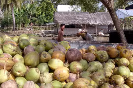 Thu mua dừa khô. (Ảnh: Duy Khương/TTXVN)
