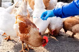 Tiêm phòng cúm cho gia cầm. (Nguồn: The Poultry Site)