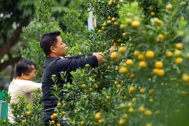 “Thủ phủ” quất cảnh ở Hà Nội tất bật chuẩn bị hàng phục vụ Tết Giáp Thìn 