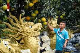 Nhà vườn Hưng Yên lên chậu bưởi hình rồng và quýt lộc bình đón Tết Giáp Thìn