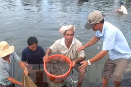 (Ảnh: Đoàn Hữu Trung/TTXVN)