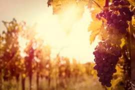 Nhà đầu tư Trung Quốc mua vườn nho ở Bordeaux tăng nhanh