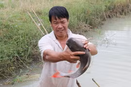 Làng nuôi cá lăng đuôi đỏ tại Đắk Lắk bước vào vụ Tết