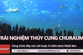 Trải nghiệm thủy cung Churaumi đầy sức mê hoặc ở miền Nam Nhật Bản